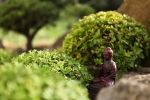 buddhagarden